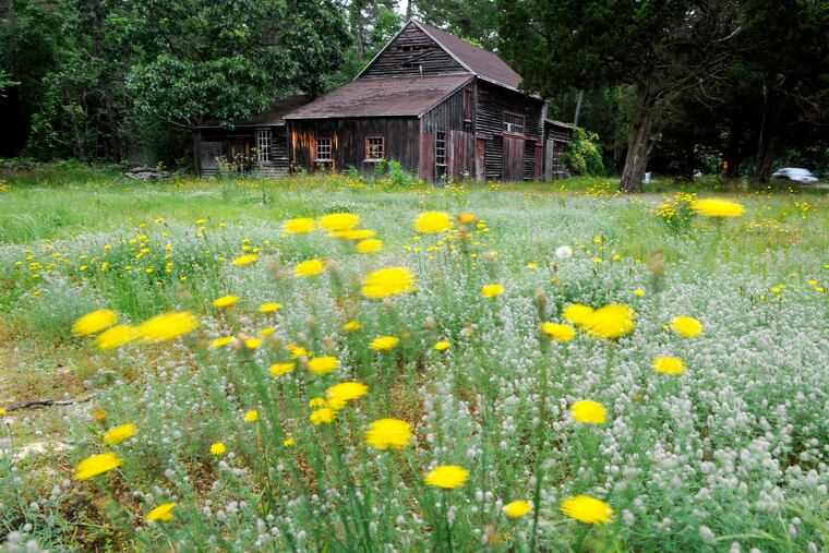 Wildflowers along Route 9 in Marmora, Cape May County. This summer, whenever possible while doing photo assignments at the Jersey Shore, staff photographer Tom Gralish would take back roads instead of the Atlantic City Expressway and Garden State Parkway.