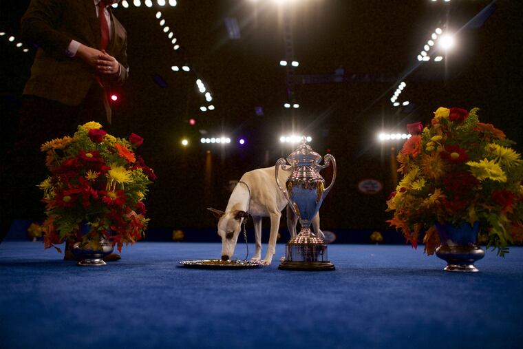The National Dog Show's Best in Show champion: Whiskey is a 3-year-old Whippet.