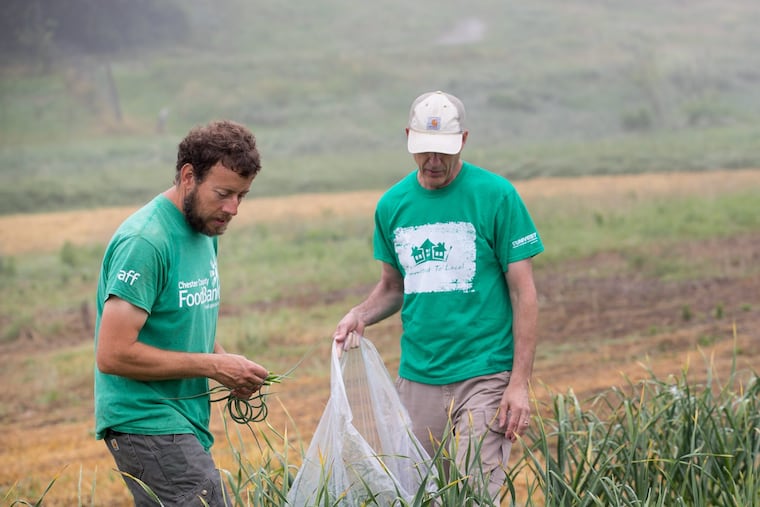 Bill Shick, left, a farmer who works for the<br/>
Chester<br/>
County Food Bank, works with John Landes, a volunteer from Univest, to harvest garlic scapes on a West Chester farm for people in poverty.