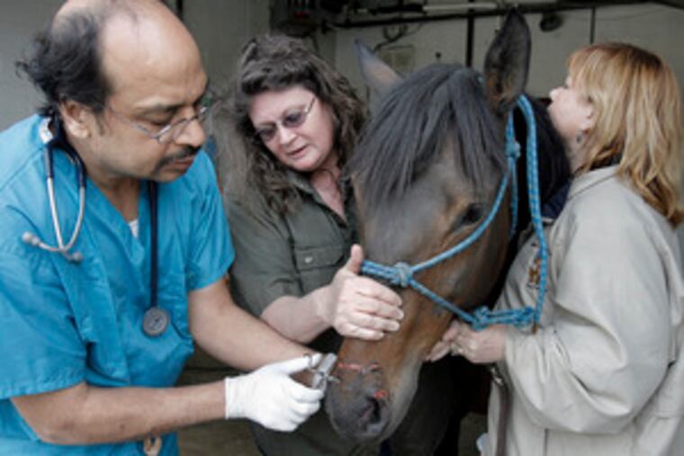 Ravi Murarka (left), a veterinarian at the Philadelphia SPCA, treats an injury on the nose of Princess, the runaway mare.
