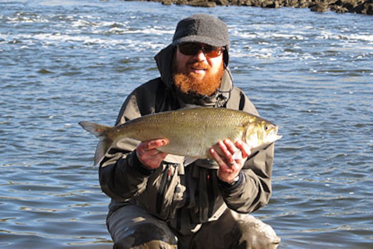 Phila. Water Department biologist Joe Perillo with a shad he caught in the spring. At the time, three American shad adults were detected at the Black Rock dam in Phoenixville, headed up the Schuylkill. "It's been almost 200 years since an adult American shad has been that far up," said Perillo, shown against a backdrop of newly hatched shad. Two shad (inset) pass Fairmount dam. (Joe Perillo photo by Greg Schmidt)