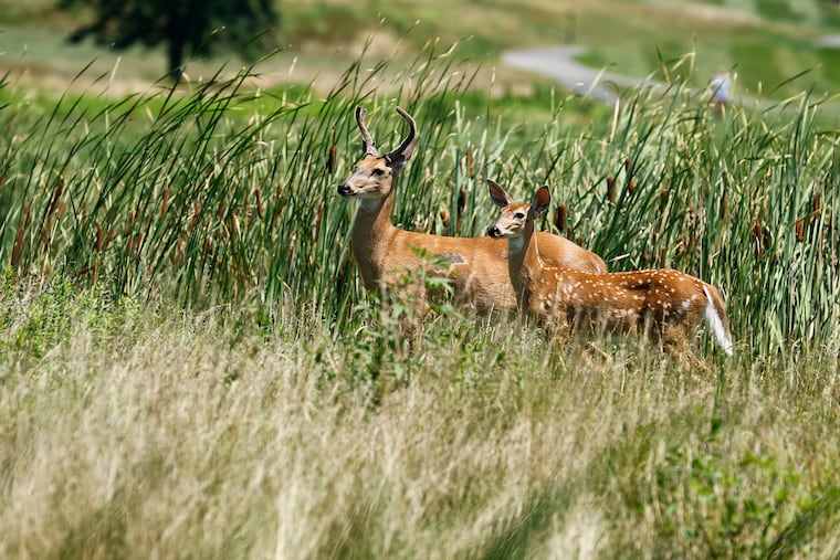Deer are seen on the course during the Jefferson Health APGA Classic Pro-Am at the 1912 Club on Aug. 3, 2025, in Plymouth Meeting, Pa. On Sunday, state police said that remains found in Upper Providence and previously identified as belonging to a human being were instead those of a deer.