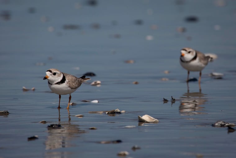 Piping plovers, which need undisturbed beaches to nest and raise their young, walk along a beach in Brigantine, N.J., April 26, 2018. The Trump administration on Friday, July 10, 2026, moved to open the habitats of imperiled animals to farming, drilling, mining, real estate development, and other activities in what environmentalists characterized as the most severe erosion of protections for wildlife in half a century.