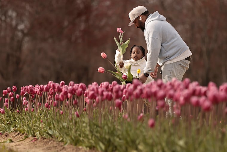 Ramsy F. of Philadelphia helps his daughter Sofia F., 4, pick tulips at the 2024 Dalton Farms Festival of Tulips! in Swedesboro, N.J. on Easter Sunday, March 31, 2024. The farm has 400,000 daffodils, 150 varieties of tulips and planted one million bulbs.
