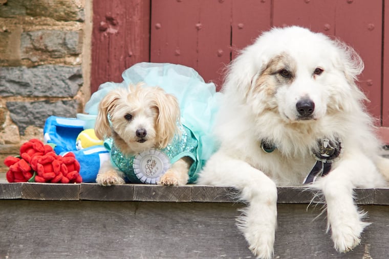Frangelica (left), a Maltese-Yorkie-Carine mix, and Shaggydog (right), a Great Pyrenees mix, pose for their engagement photos. The two are set to be married on Saturday, Aug. 10 at Rose Tree Park in Media, Pa., as part of a fundraiser for the pet therapy non-profit PAWS for People.