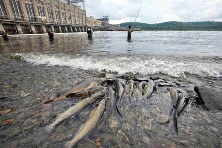 Where the Susquehanna River flows through the Conowingo Dam, in Conowingo, Maryland, fishermen come to catch perch, bass and catfish.