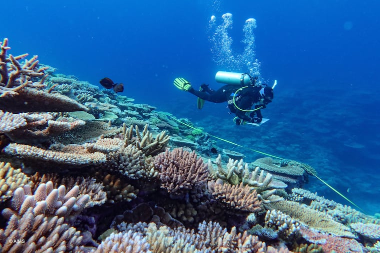 A diver inspects coral at the Great Barrier Reef in far North Queensland, Australia, Sept. 23, 2024. Researchers say the reef could be dead within a generation unless humanity acts with more urgency to rein in climate change.