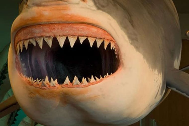 "Megalodon: Largest Shark That Ever Lived" opens Saturday and runs through Sept. 3 at Adventure Aquarium.