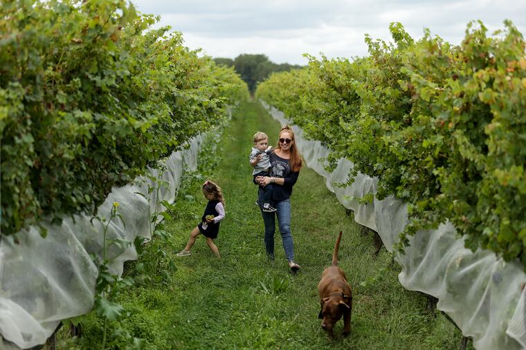 Carley Razzi Mack walks through her vineyard with her son, Miles, 2, and daughter, Olivia, 3, as Charlie their dog leads the way at Penns Woods Winery in Chadds Ford.