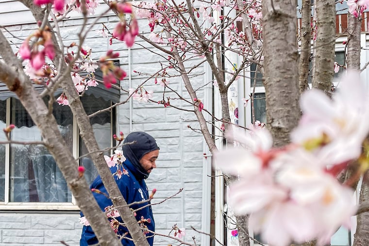 A pedestrian braces against the wind and snow flurries as they walk past a blooming tree in Fishtown in March 2023. Philly's enduring ice and snow cover this winter has likely had an impact on plant life.