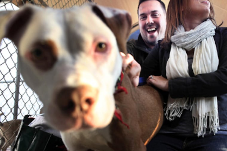 Eric and Aimee Tysarczyk holds their dog, George, at Perfect Pooch training facility in King of Prussia on Tuesday afternoon. George was a rescue dog that was severely malnourished before being brought back to health. (Laurence Kesterson / Staff Photographer)