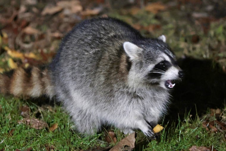 A raccoon wandered around the backyard of a home in Washington Township, Gloucester County, on Nov. 30, 2022.