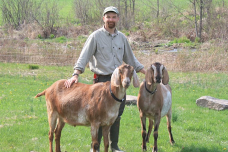 Seamus and Duffy, here with Dan Barringer of Crow's Nest Preserve in Chester County, have been gulping down invasive species. (Natural Lands Trust)
