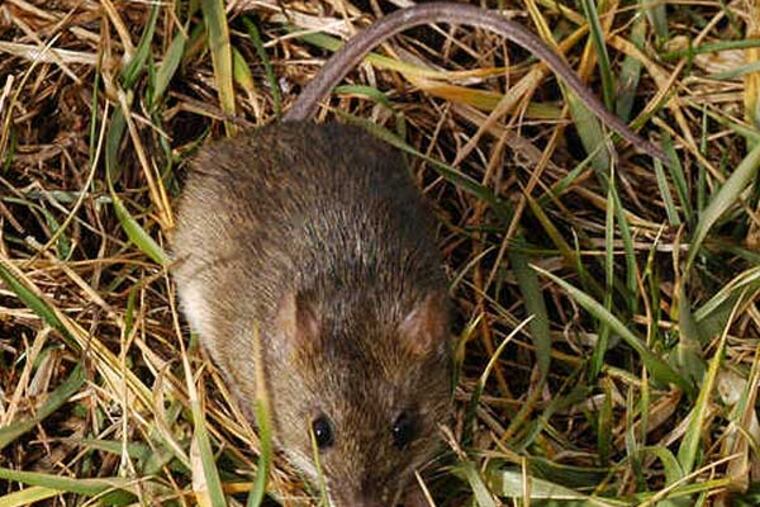 Rice rats like this one can swim, but the flooding after Hurricane Sandy was too much for them. As a result, birders are seeing a scarcity of the species that depend on the rats for food. (Paul Ranney)