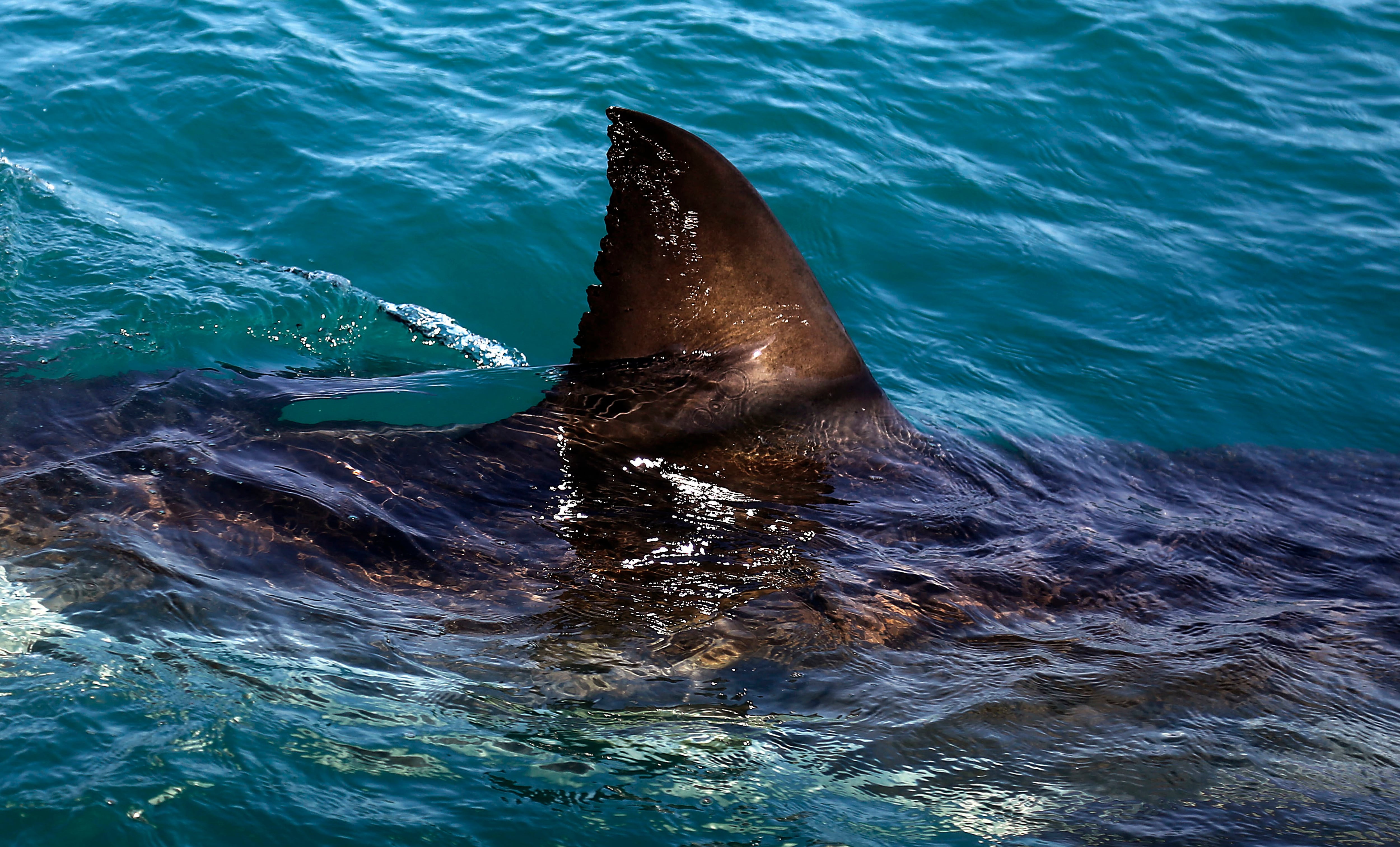 Shark kills woman swimming off South Africa's Eastern Cape, beaches closed