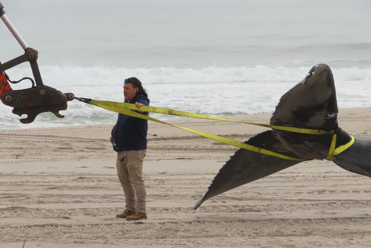 A worker secures the tail of a dead whale that washed ashore in Seaside Park, N.J. earlier this month.