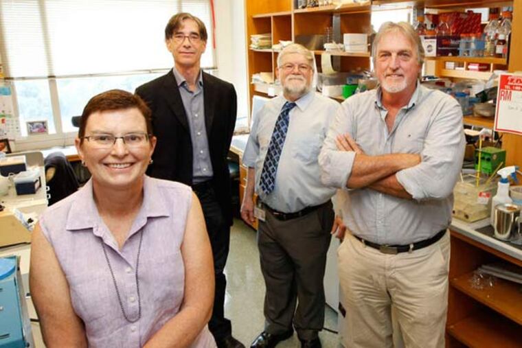 A detective tale about a rare disease among infants and lambs involved researchers at Penn, the University of the Sciences, University of Sydney, Australian veterinarians, and others, including (from left) Rebecca Wells, Michael Pack, John Porter, and Peter Windsor. MICHAEL BRYANT / Staff Photographer