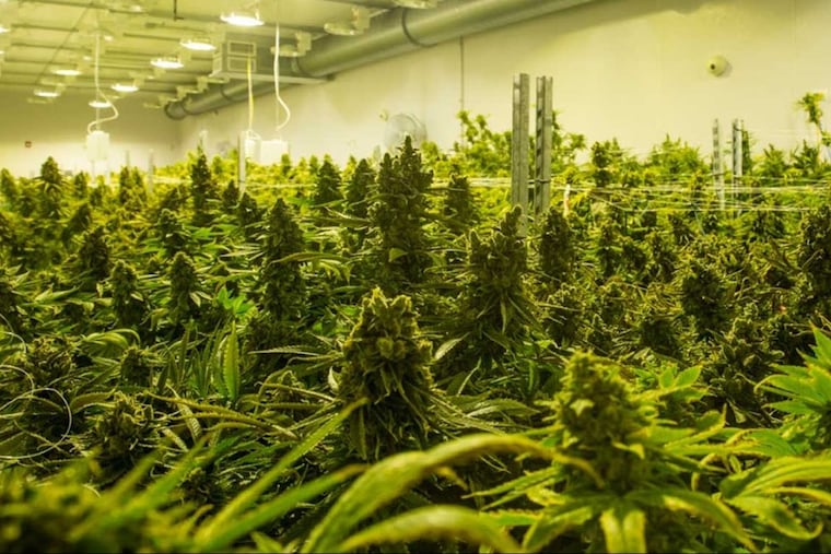 Marijuana is shown growing at a Cresco Labs plant in Illinois. The firm reports that pain is the biggest reason people are buying products in Pennsylvania.