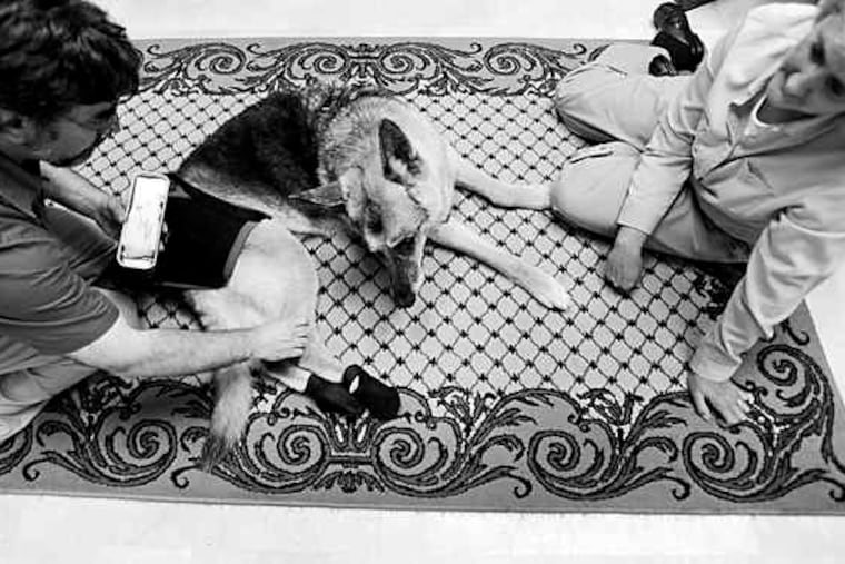 Vet Jordan Kocen of Fairfax, Va., uses acupuncture on a 13-year-old German shepherd with back- end weakness. Owner Melody Schaeffer drives the dog from Frederick, Md., for the treatment.