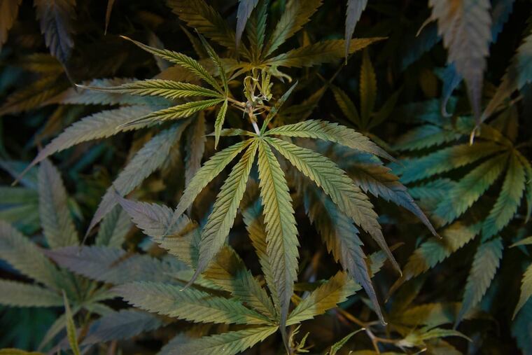 Authorities believe they have discovered the largest illegal marijuana growing operation found in Pennsylvania in Tuscarora State Park. File photo