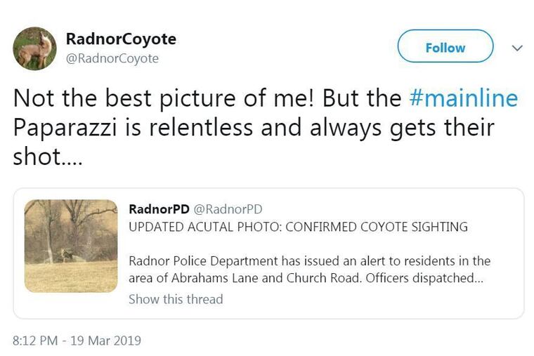 Screenshot from the @RadnorCoyote Twitter account