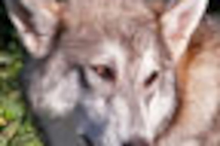 Picture of an unknown variety of hybrid dog possible including a bit of wolf lays on the grass on the edge of Penny Pack Park. The Wolf Sanctuary of Pennsylvania out of Lititiz, PA was in the northeast section of Philadelphia at Penny Pack park across from the 8600 block of Algon Ave on Tuesday morning June 26, 2012. They are trying to coax in an alleged "hybrid animal" possibly a dog with a wolf. ( ALEJANDRO A. ALVAREZ / STAFF PHOTOGRAPHER )