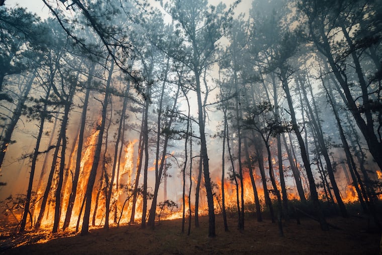 Image from July 5 of what the New Jersey Forest Fire Service dubbed the Tea Time Hill Wildfire in Tabernacle, Burlington County in Wharton State Forest. Officials say fireworks ignited the blaze on July 4, 2024.
