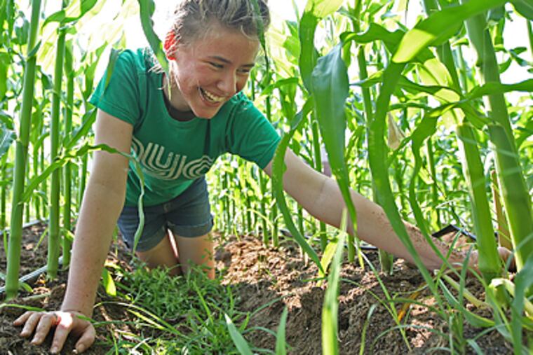 Panthea Read pulls weeds between rows of corn on the farm at Germantown High School. (Michael Bryant/Inquirer)