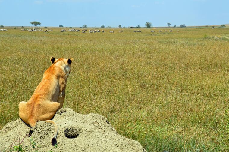 In Serengeti National Park in Tanzania, a lion watches a dazzle of zebras in the distance.