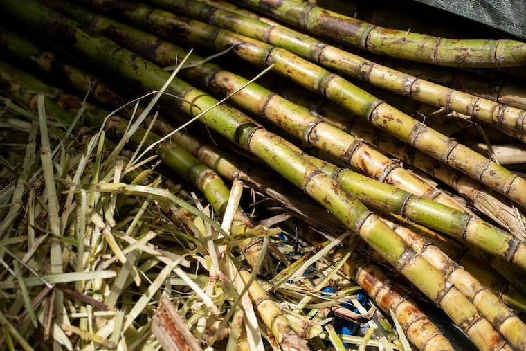 Alfonso Fanjul Jr.'s family made two fortunes from sugar cane, one in Cuba and the second in the U.S.