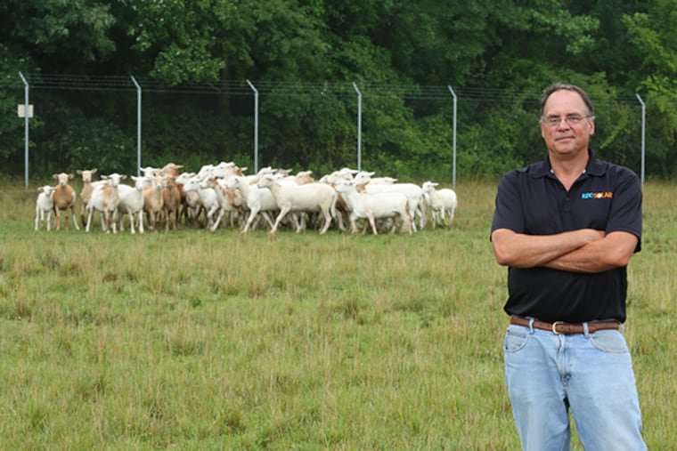 Rob Simalchik, vice president of operations for KDC Solar, has 50 sheep at the solar array for Atlantic Coast Freezers in Vineland. ( DAVID SWANSON / Staff Photographer )