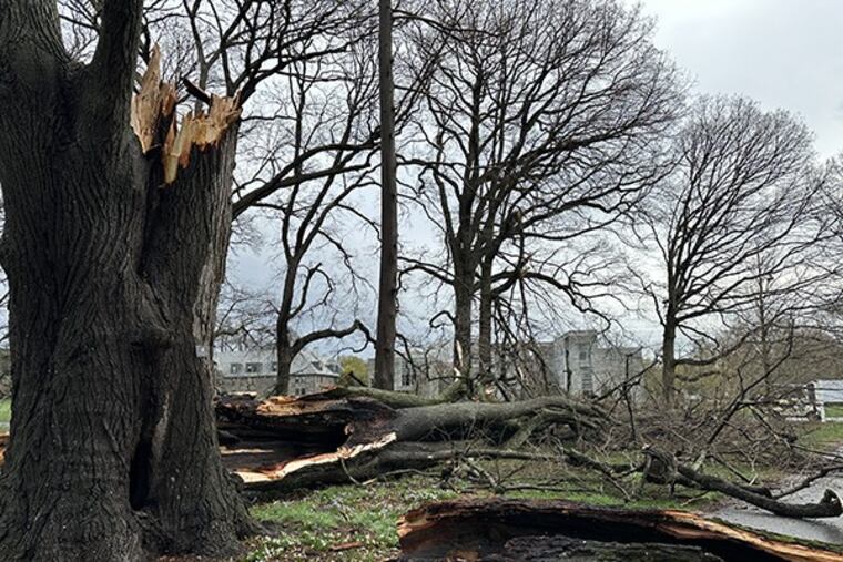 Trees were damaged during a strong storm last week that hit the Swarthmore College campus.