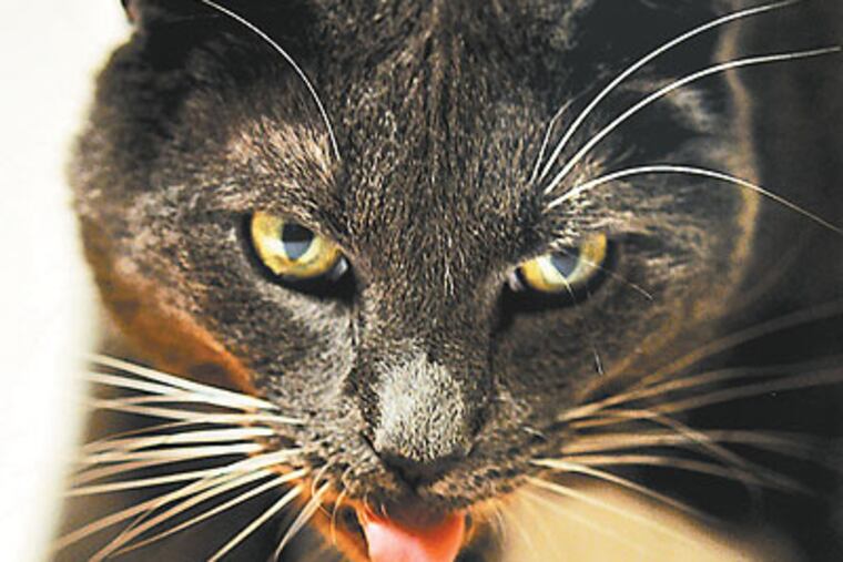 A cat named Cutta Cutta prepares to take a drink by curling its tongue backward. (Photo by Pedro Reis, Micaela Pilotto and Roman Stocker)