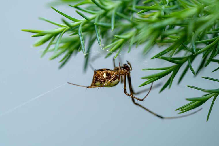 A joro spider on a web with a green pine tree background. (Mohamed Rizly/Dreamstime/TNS)