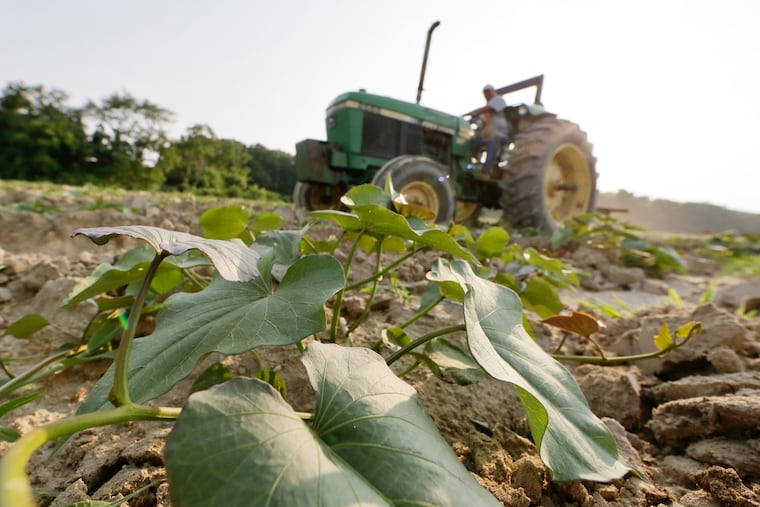 Sweet potatos for Nauti Spirits vodka are growing at the Nauti Spirits Distillery in Cape May on July 20, 2017. A new farm-to-bar distillery in Cape May, situated on a 60-acre farm, where the owners are growing the stuff they're using in their distillates — growing and harvesting the sweet potatoes for their flagship vodka, to start (rum and gin is next up). ( ELIZABETH ROBERTSON / Staff Photographer )
