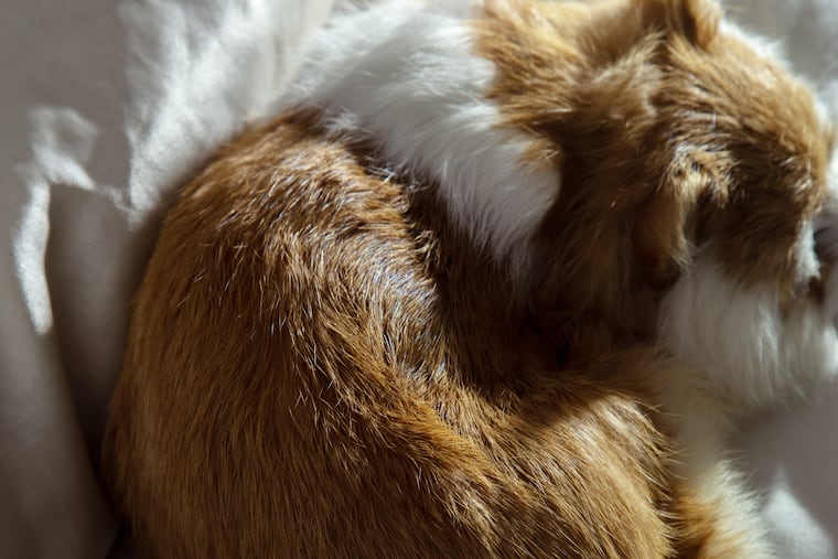 Some people experience great joy from sleeping with their pets, While some experience no related sleep disruptions, others do.