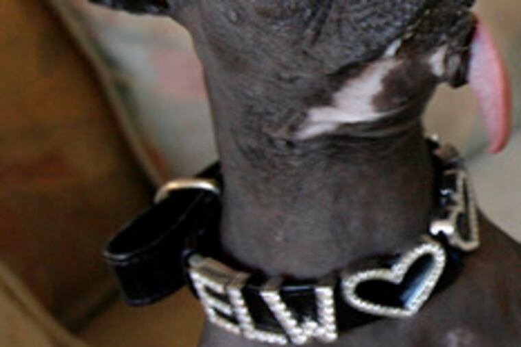 Elwood with his new children's book, "Everyone Loves Elwood" at home in Washington Township, Gloucester County.