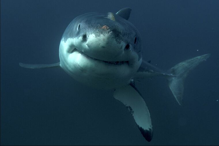 A great white shark in Discovery’s “Great White Serial Killer Lives,” premiering on Shark Week on Sunday