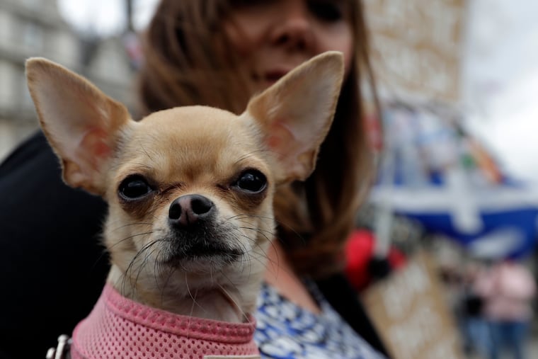 Pet hair can be a problem for all travelers, even the ones who are without allergies or who travel without their furry companions.
