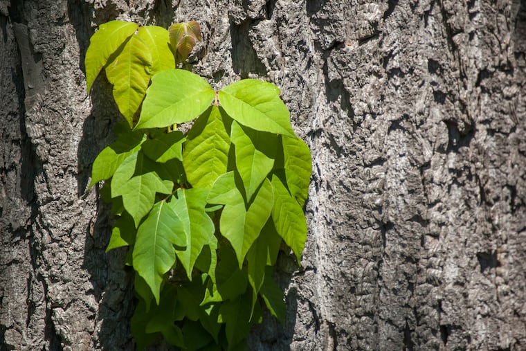 Close up of poison ivy growing on a tree.