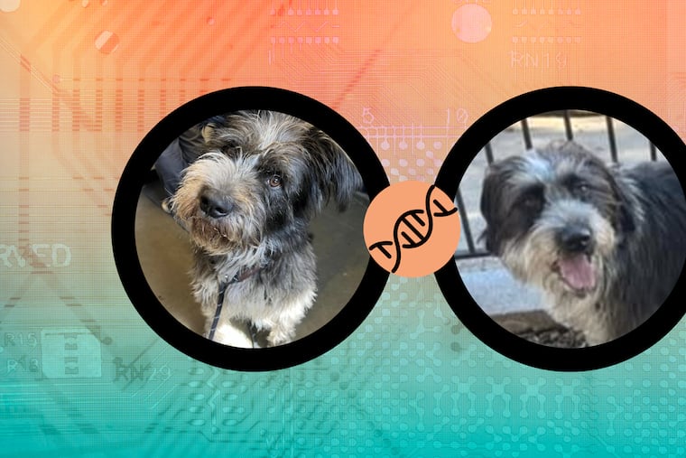 A Delaware woman’s DNA test for her rescue dog, Goober, revealed he had a littermate nearby in Philadelphia. Through social media, Goober and his brother, Otto, were able to reunite.