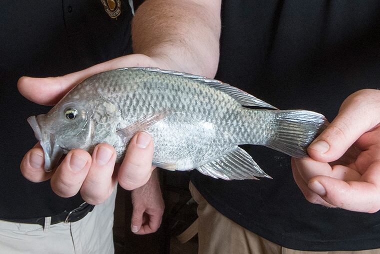 Two Interboro School District teachers have created an aquaponics lab that raises tilapia fish and vegetables that they hope to distribute to the community.