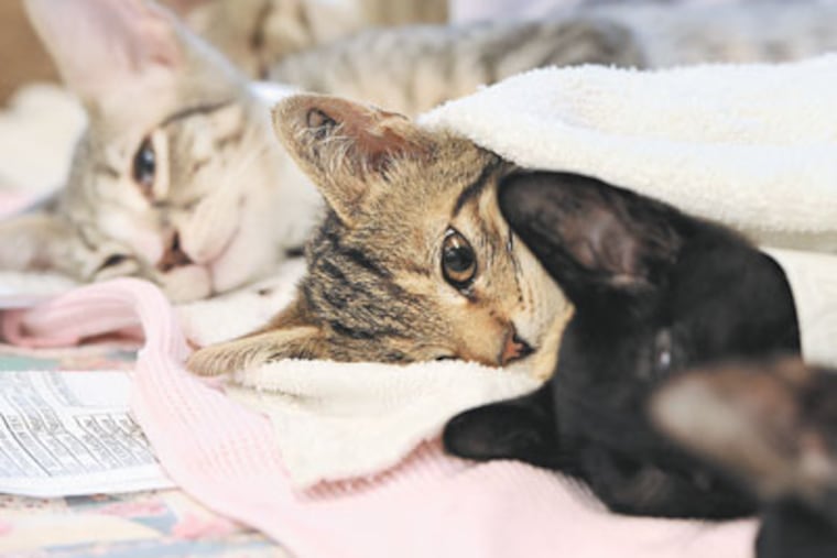 All fixed up: At the PSPCA on Erie Avenue, a new program to spay and neuter cats has started. In re- covery the kittens lie on heating pads to keep warm, covered with a blanket. They also get their ears cleaned and nails trimmed. (Sharon Gekoski-Kimmel / Staff Photographer)