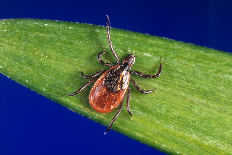 FILE - This undated photo provided by the U.S. Centers for Disease Control and Prevention shows a blacklegged tick, also known as a deer tick.