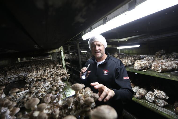 Peter Gray explains the growing cycle of shiitake mushrooms at Phillips Mushroom Farm in Kennett Square Monday October 22, 2018.