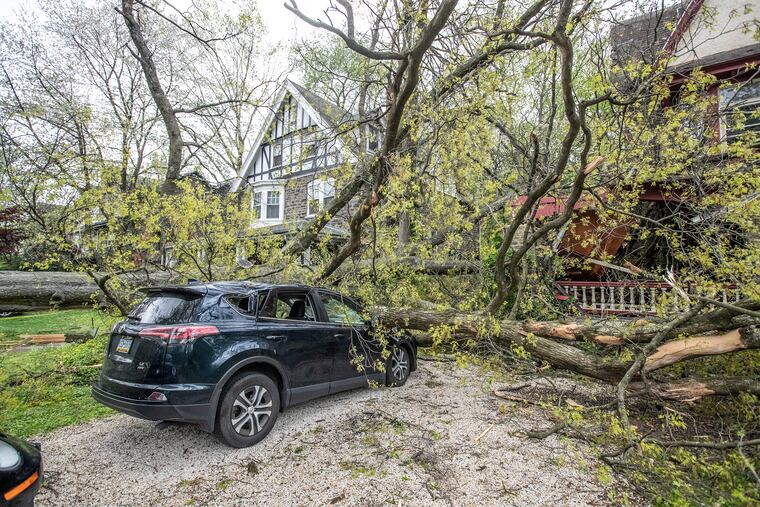 A large tree on the 6600 block of Lincoln Drive was uprooted by high winds last month. It's been a wild, chilly 30 days.