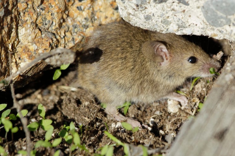 A Rutgers study of mice in the Northeast U.S. have genetic mutations that can render them rodenticide resistant. Although rats have also been found with mutations, they were not the kind that offered resistance.