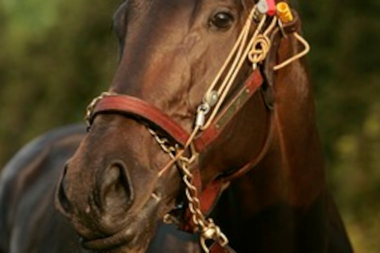 Street Sense waits to go for walk yesterday at Pimlico.