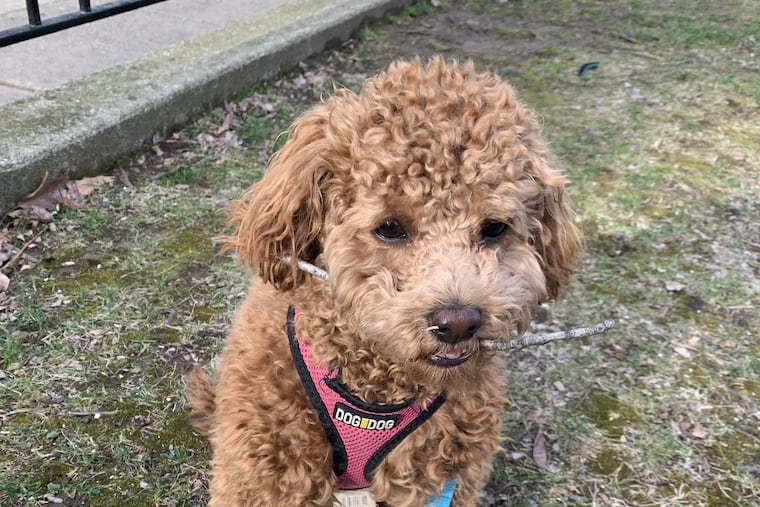 Roxie sticks to her routine in Fitler Square.