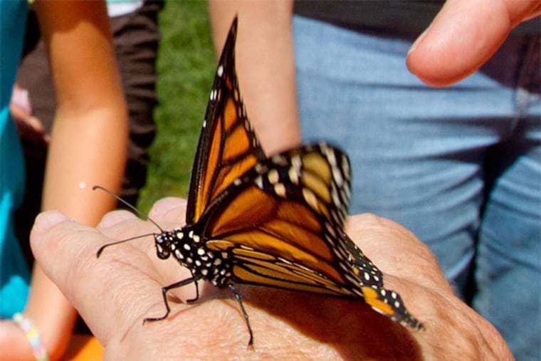 Tyler Arboretum's Betsy Ney releases a monarch butterfly for a migration to Mexico. (David M Warren / Staff Photographer)